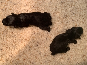 Black F1 Mega Coat Miniature Schnoodle Puppies For Sale In Iowa